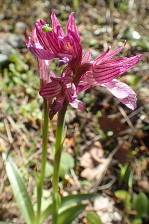Anacamptis papilionacea subsp. aegaea \ Östliches Schmetterlings-Knabenkraut / Pink Butterfly Orchid, Chios,  Viki 31.3.2016 
