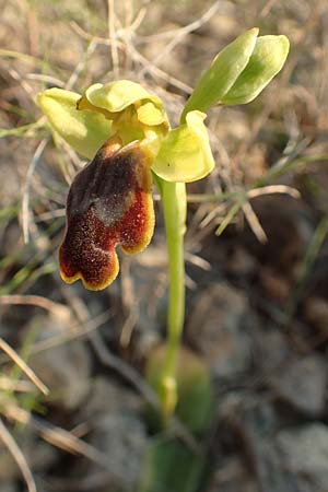 Ophrys parosica \ Paros-Ragwurz, Chios,  Mesta 29.3.2016 
