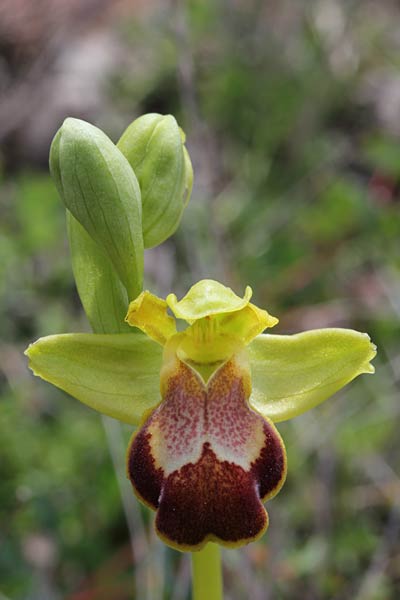 Ophrys phaseliana \ Phaselis-Ragwurz, Chios,  Pirgi - Kato Fana 18.3.2013 (Photo: Jan & Liesbeth Essink)
