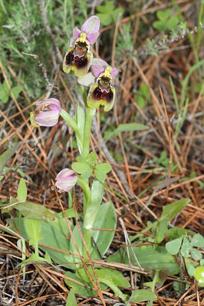 Ophrys tenthredinifera subsp. sanctae-marcellae \ Sankt-Marcellus-Ragwurz, Chios,  Limnia 12.3.2013 (Photo: Jan & Liesbeth Essink)