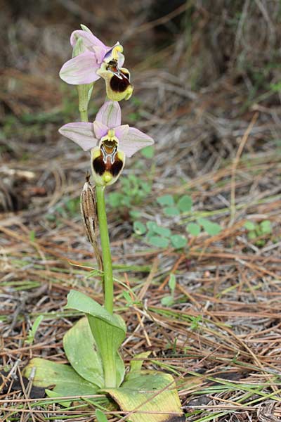 Ophrys tenthredinifera subsp. sanctae-marcellae \ Sankt-Marcellus-Ragwurz, Chios,  Limnos 11.3.2013 (Photo: Jan & Liesbeth Essink)