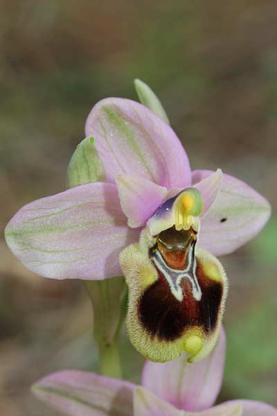 Ophrys tenthredinifera subsp. sanctae-marcellae \ Sankt-Marcellus-Ragwurz, Chios,  Limnos 11.3.2013 (Photo: Jan & Liesbeth Essink)