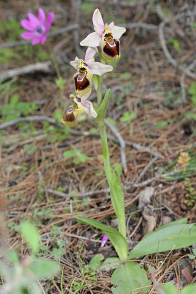 Ophrys tenthredinifera subsp. sanctae-marcellae \ Sankt-Marcellus-Ragwurz, Chios,  Limnos 11.3.2013 (Photo: Jan & Liesbeth Essink)