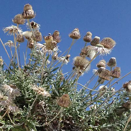 Phagnalon rupestre \ Gew�hnliche Steinimmortelle, Zypern Kourion 29.3.2025