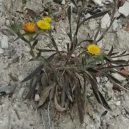 Pallenis spinosa / Pallensis, Cyprus Kato Archimandrita 1.4.2025