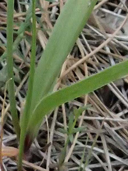 Allium trifoliatum \ Dreiblttriger Lauch / Hirsute Garlic, Pink Garlic, Zypern/Cyprus Kato Archimandrita 1.4.2025