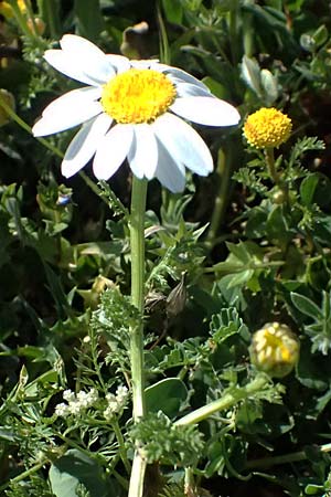 Anthemis palaestina \ Palstinensische Hundskamille / Palestine Chamomile, Zypern/Cyprus Akamas, Neo Chorio 20.3.2025