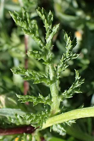 Anthemis palaestina \ Palstinensische Hundskamille / Palestine Chamomile, Zypern/Cyprus Akamas, Neo Chorio 20.3.2025