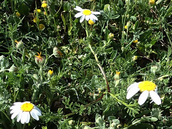 Anthemis palaestina \ Palstinensische Hundskamille / Palestine Chamomile, Zypern/Cyprus Akamas, Neo Chorio 20.3.2025