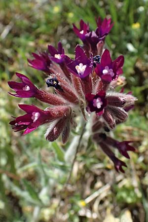 Anchusa hybrida \ Gewellte Ochsenzunge, Hybrid-Ochsenzunge / Undulate Bugloss, Zypern/Cyprus Akrotiri 23.3.2025