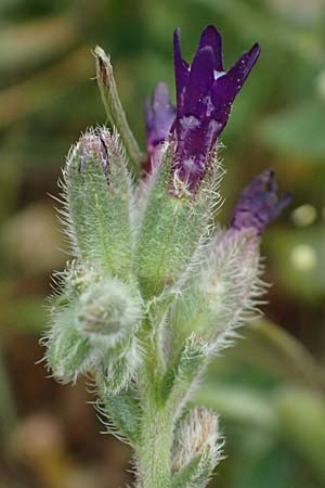 Anchusa hybrida \ Gewellte Ochsenzunge, Hybrid-Ochsenzunge / Undulate Bugloss, Zypern/Cyprus Kato Archimandrita 1.4.2025