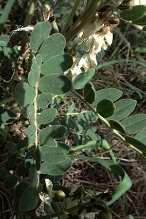 Astragalus lusitanicus subsp. orientalis \ Orientalischer Strauch-Tragant / Oriental Milk-Vetch, Zypern/Cyprus Lagoudera 26.3.2025