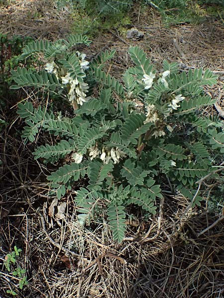 Astragalus lusitanicus subsp. orientalis \ Orientalischer Strauch-Tragant / Oriental Milk-Vetch, Zypern/Cyprus Lagoudera 26.3.2025