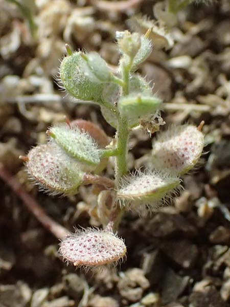 Alyssum strigosum \ Schlankes Steinkraut / Slender Alison, Zypern/Cyprus Lagoudera 26.3.2025