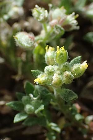 Alyssum strigosum \ Schlankes Steinkraut / Slender Alison, Zypern/Cyprus Lagoudera 26.3.2025