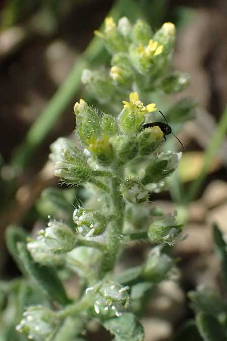 Alyssum strigosum \ Schlankes Steinkraut / Slender Alison, Zypern/Cyprus Lagoudera 26.3.2025