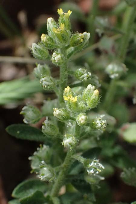 Alyssum strigosum \ Schlankes Steinkraut / Slender Alison, Zypern/Cyprus Lagoudera 26.3.2025