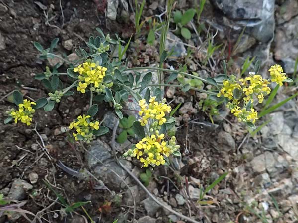 Alyssum akamasicum \ Akamas-Steinkraut, Zypern Baths of Aphrodite 27.3.2025
