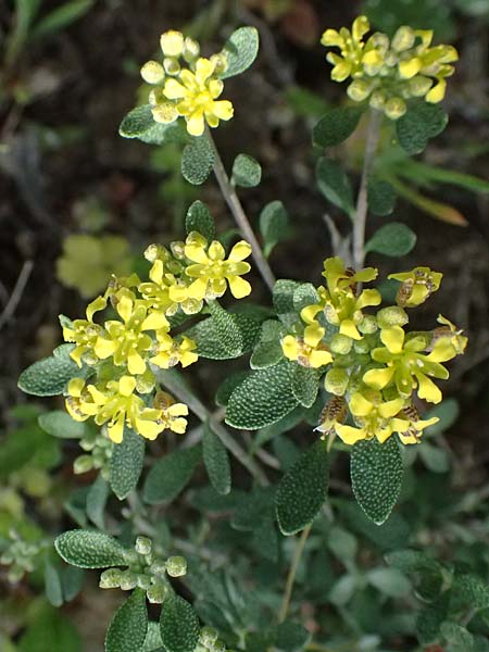 Alyssum akamasicum \ Akamas-Steinkraut, Zypern Baths of Aphrodite 27.3.2025
