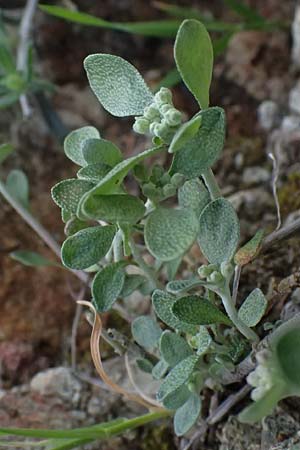 Alyssum akamasicum \ Akamas-Steinkraut, Zypern Baths of Aphrodite 27.3.2025
