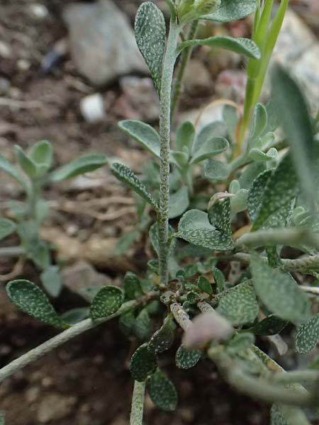 Alyssum akamasicum \ Akamas-Steinkraut, Zypern Baths of Aphrodite 27.3.2025