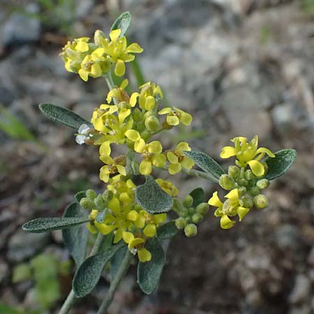 Alyssum akamasicum \ Akamas-Steinkraut, Zypern Baths of Aphrodite 27.3.2025