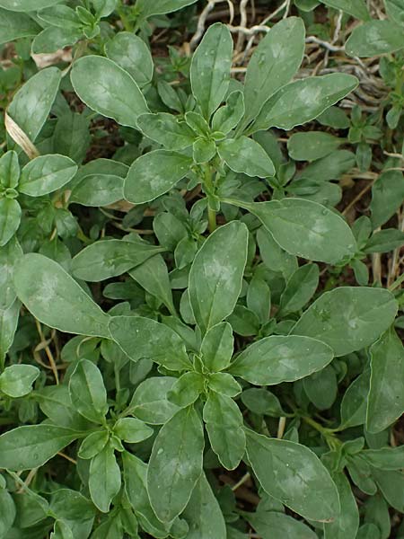 Amaranthus blitoides \ Westamerikanischer Amaranth / Prostrate Pigweed, Zypern/Cyprus Prov. Paphos, Fasoula 1.4.2025