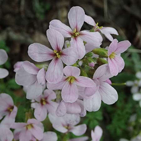 Arabis purpurea \ Purpur-G�nsekresse / Cyprus Rose-Flowered Rock-Cress, Zypern/Cyprus Madari 26.3.2025