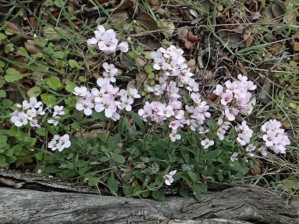 Arabis purpurea \ Purpur-G�nsekresse / Cyprus Rose-Flowered Rock-Cress, Zypern/Cyprus Madari 26.3.2025
