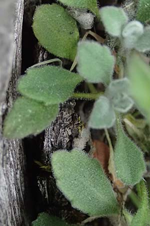 Arabis purpurea \ Purpur-G�nsekresse / Cyprus Rose-Flowered Rock-Cress, Zypern/Cyprus Madari 26.3.2025