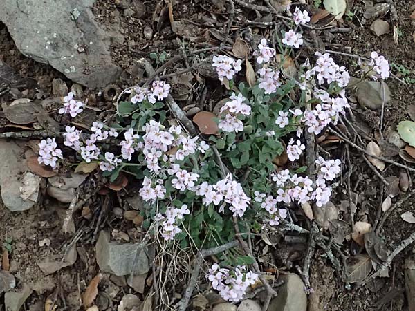 Arabis purpurea \ Purpur-G�nsekresse / Cyprus Rose-Flowered Rock-Cress, Zypern/Cyprus Madari 26.3.2025