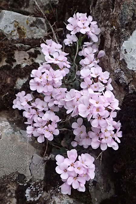 Arabis purpurea \ Purpur-G�nsekresse / Cyprus Rose-Flowered Rock-Cress, Zypern/Cyprus Madari 26.3.2025