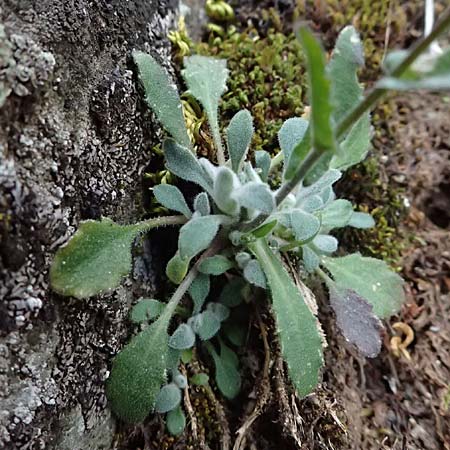 Arabis purpurea \ Purpur-G�nsekresse / Cyprus Rose-Flowered Rock-Cress, Zypern/Cyprus Madari 26.3.2025