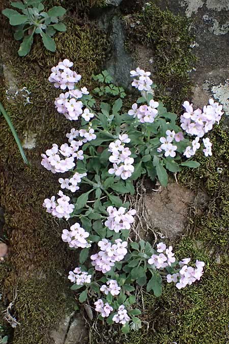 Arabis purpurea \ Purpur-G�nsekresse / Cyprus Rose-Flowered Rock-Cress, Zypern/Cyprus Madari 26.3.2025
