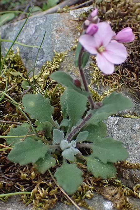 Arabis purpurea \ Purpur-G�nsekresse / Cyprus Rose-Flowered Rock-Cress, Zypern/Cyprus Madari 26.3.2025