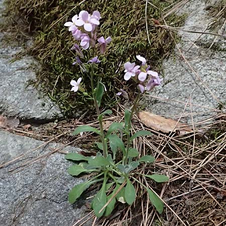 Arabis purpurea \ Purpur-G�nsekresse / Cyprus Rose-Flowered Rock-Cress, Zypern/Cyprus Platres 28.3.2025