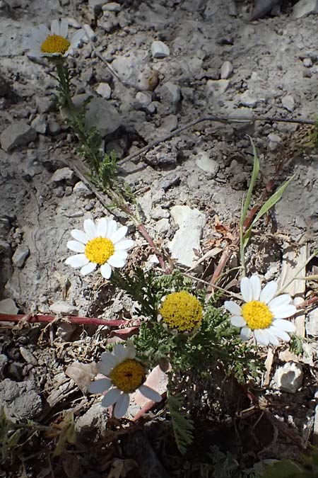 Anthemis palaestina \ Palstinensische Hundskamille / Palestine Chamomile, Zypern/Cyprus Prov. Paphos, Episkopi 31.3.2025
