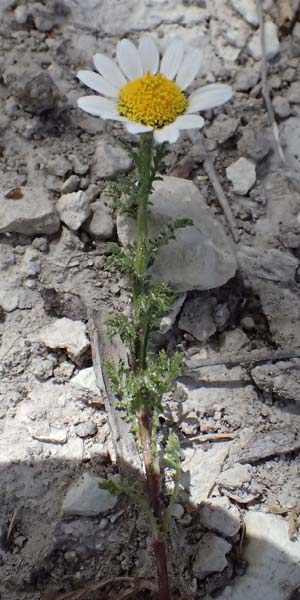 Anthemis palaestina \ Palstinensische Hundskamille / Palestine Chamomile, Zypern/Cyprus Prov. Paphos, Episkopi 31.3.2025