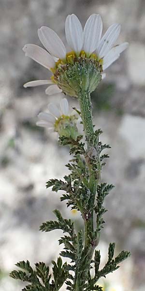 Anthemis palaestina \ Palstinensische Hundskamille / Palestine Chamomile, Zypern/Cyprus Prov. Paphos, Episkopi 31.3.2025