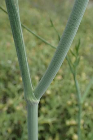 Scaligeria napiformis \ Kretische Erdkastanie / Scaligeria, Zypern/Cyprus Kato Archimandrita 1.4.2025