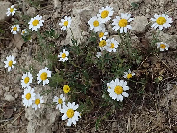 Anthemis palaestina \ Palstinensische Hundskamille / Palestine Chamomile, Zypern/Cyprus Kato Archimandrita 1.4.2025