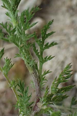 Anthemis palaestina \ Palstinensische Hundskamille / Palestine Chamomile, Zypern/Cyprus Kato Archimandrita 1.4.2025
