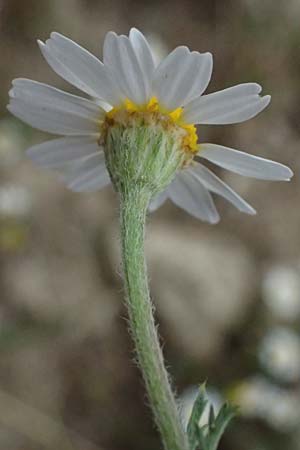 Anthemis palaestina \ Palstinensische Hundskamille / Palestine Chamomile, Zypern/Cyprus Kato Archimandrita 1.4.2025