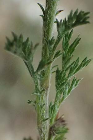 Anthemis palaestina \ Palstinensische Hundskamille / Palestine Chamomile, Zypern/Cyprus Kato Archimandrita 1.4.2025
