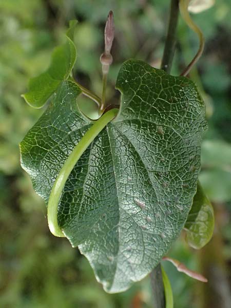 Aristolochia sempervirens \ Immergr&uuml;ne Osterluzei / Evergreen Birthwort, Zypern/Cyprus Pano Lefkara 21.3.2025