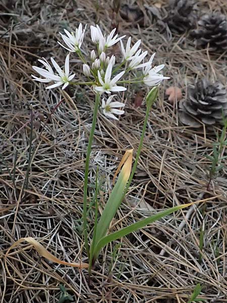 Allium trifoliatum \ Dreiblttriger Lauch / Hirsute Garlic, Pink Garlic, Zypern/Cyprus Kato Archimandrita 1.4.2025
