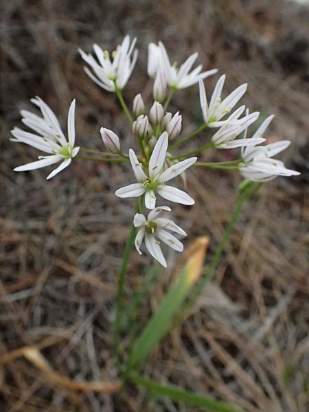 Allium trifoliatum \ Dreiblttriger Lauch / Hirsute Garlic, Pink Garlic, Zypern/Cyprus Kato Archimandrita 1.4.2025