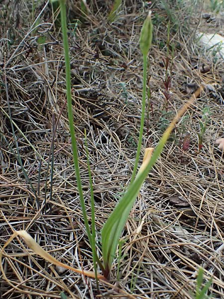 Allium trifoliatum \ Dreiblttriger Lauch / Hirsute Garlic, Pink Garlic, Zypern/Cyprus Kato Archimandrita 1.4.2025