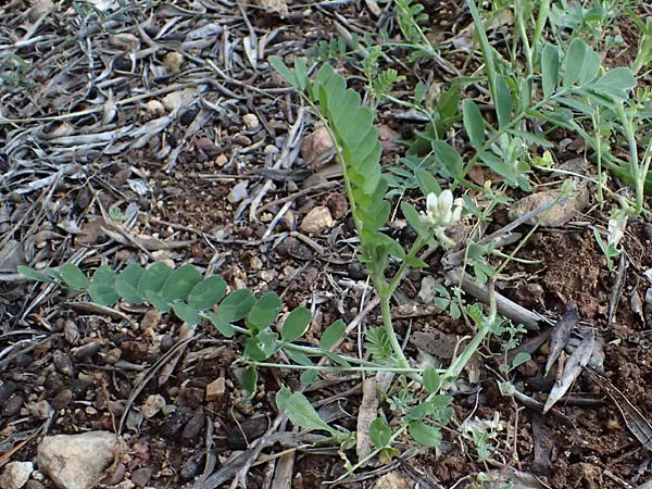 Astragalus hamosus \ Haken-Tragant / Southern Milk-Vetch, Zypern/Cyprus Akamas, Neo Chorio 20.3.2025