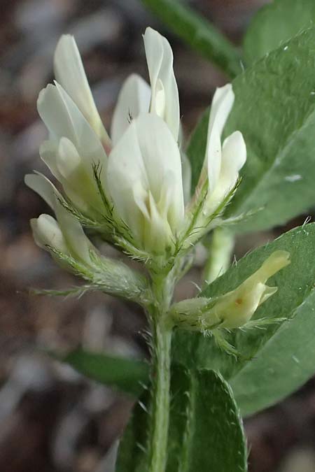 Astragalus hamosus \ Haken-Tragant / Southern Milk-Vetch, Zypern/Cyprus Akamas, Neo Chorio 20.3.2025